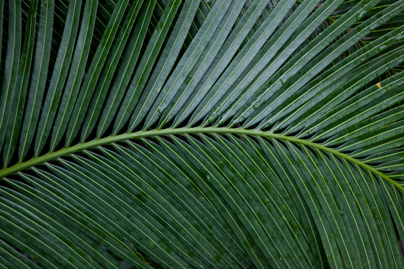 Illustration for article titled TRIGANA : THE PLANTS